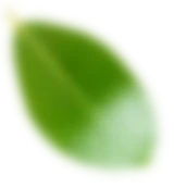 bg folha vem faq 4
